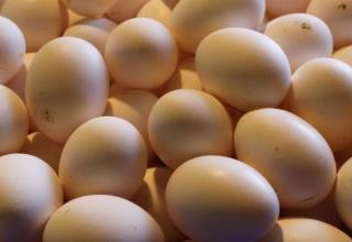 ביצים  (צילום:  פלאש 90)