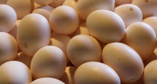 ביצים  (צילום: פלאש 90)