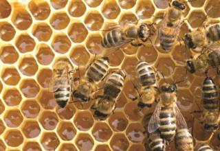 דבורים, דבש (צילום: אינגאימג)
